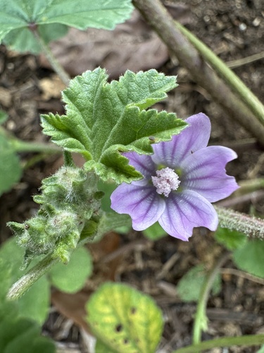 Malva multiflora (Malva multiflora)