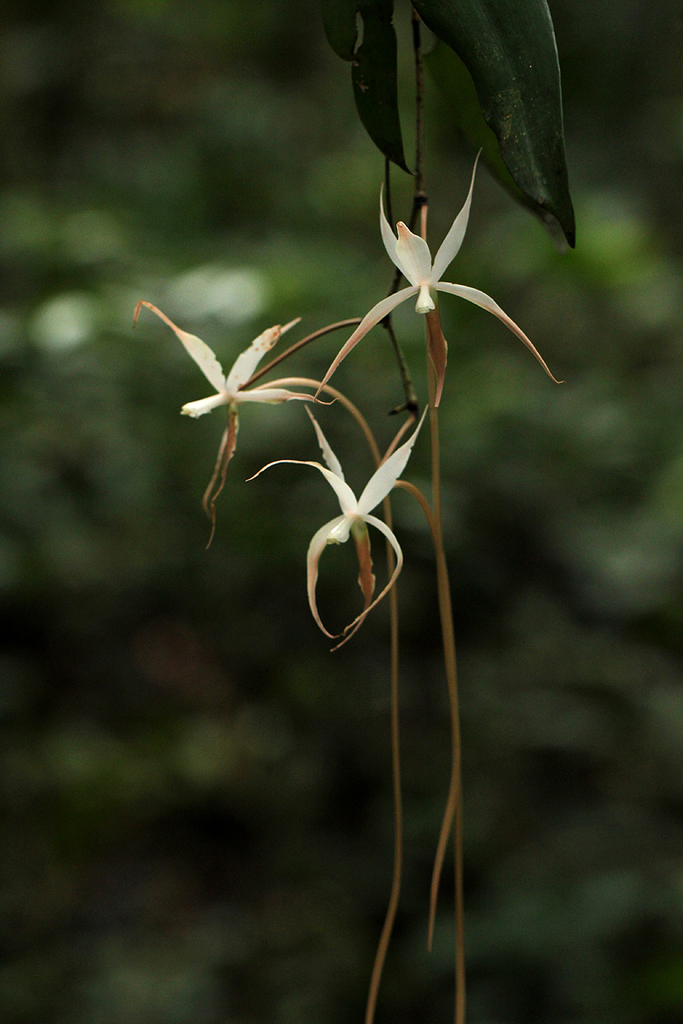 Aerangis stelligera Summerh. 3