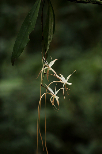 Aerangis stelligera image