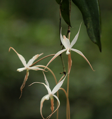 Aerangis stelligera image