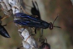 Polistes erythrocephalus