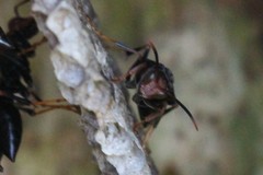 Polistes erythrocephalus