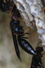 Polistes erythrocephalus