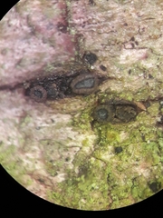 Dermea prunastri