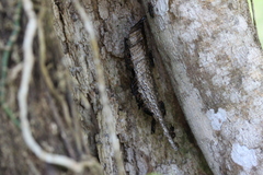 Polistes erythrocephalus