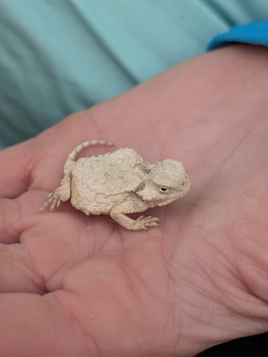 Roundtail Horned Lizard