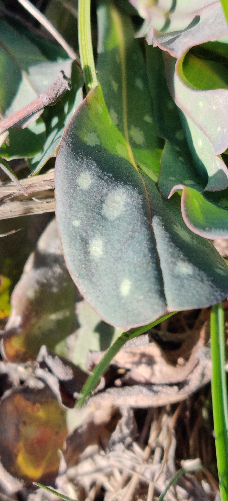 Lesser Honeywort (Cerinthe minor)