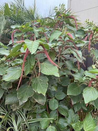 Acalypha hispida observed 2026-04-08