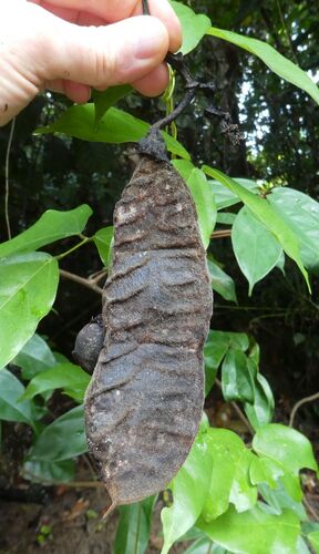 Mucuna flagellipes