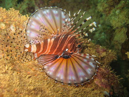 Butterfly scorpionfish (Dendrochirus zebra) — Scorpaenidae — 2