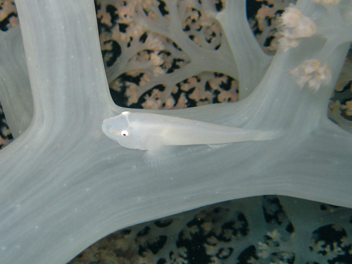 Boldingh's ghostgoby (Pleurosicya boldinghi) — Gobiidae — 3