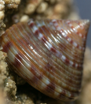 Calliostoma zizyphinum