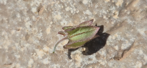 Trichodesma calcaratum