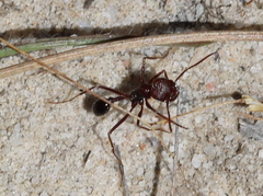 Ocymyrmex barbiger