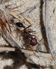 Ocymyrmex barbiger