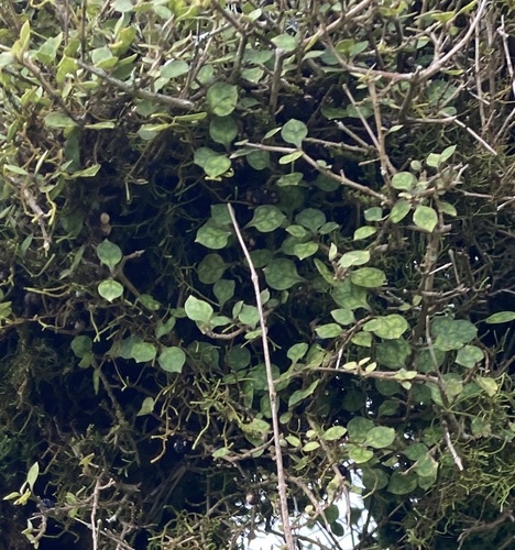 thin leaved coprosma (Coprosma areolata)