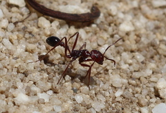 Ocymyrmex barbiger