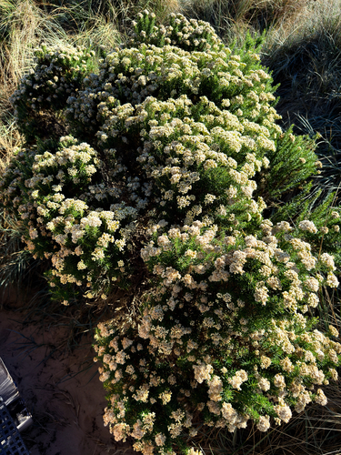 Coast Everlasting (Ozothamnus turbinatus)