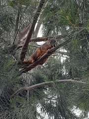 Sciurus niger