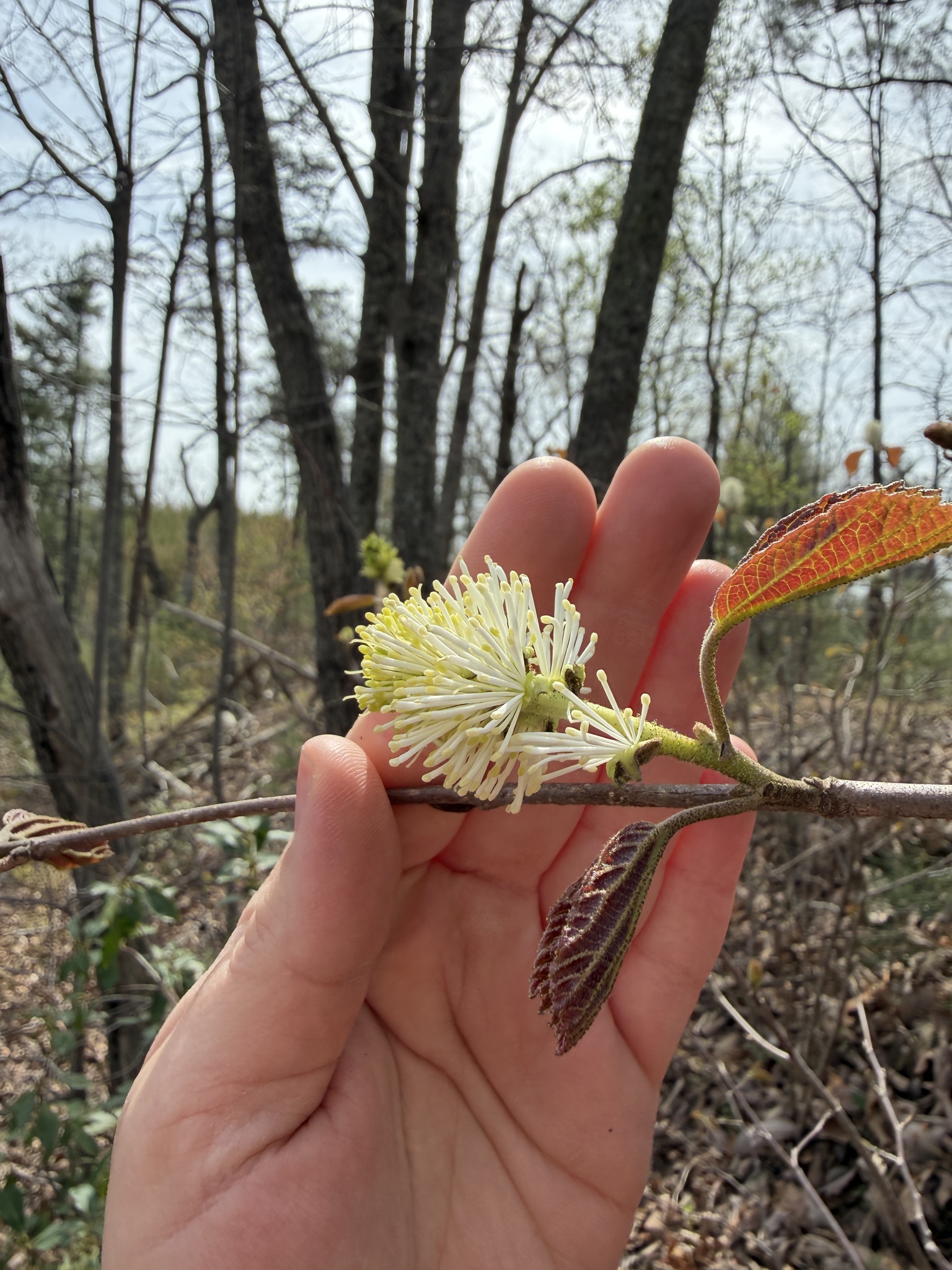 Mountain Witch-Alder (Fothergilla major)