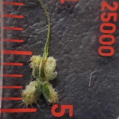 Pectocarya anisocarpa