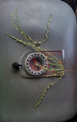 Pectocarya anisocarpa