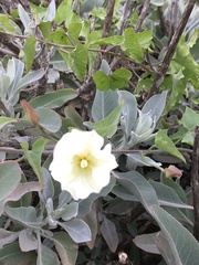 Calystegia occidentalis