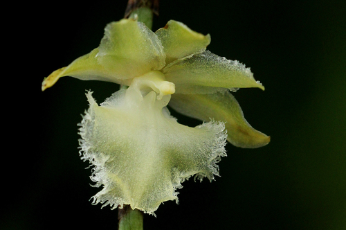 Diaphananthe pellucida