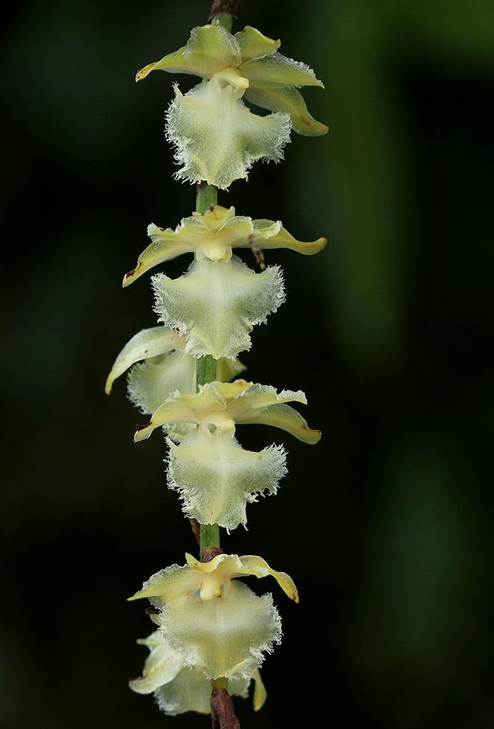 Diaphananthe