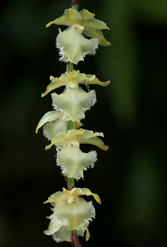 Diaphananthe