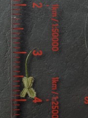 Pectocarya anisocarpa