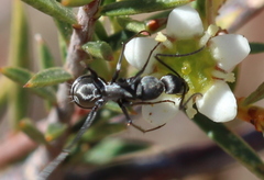 Camponotus angusticeps