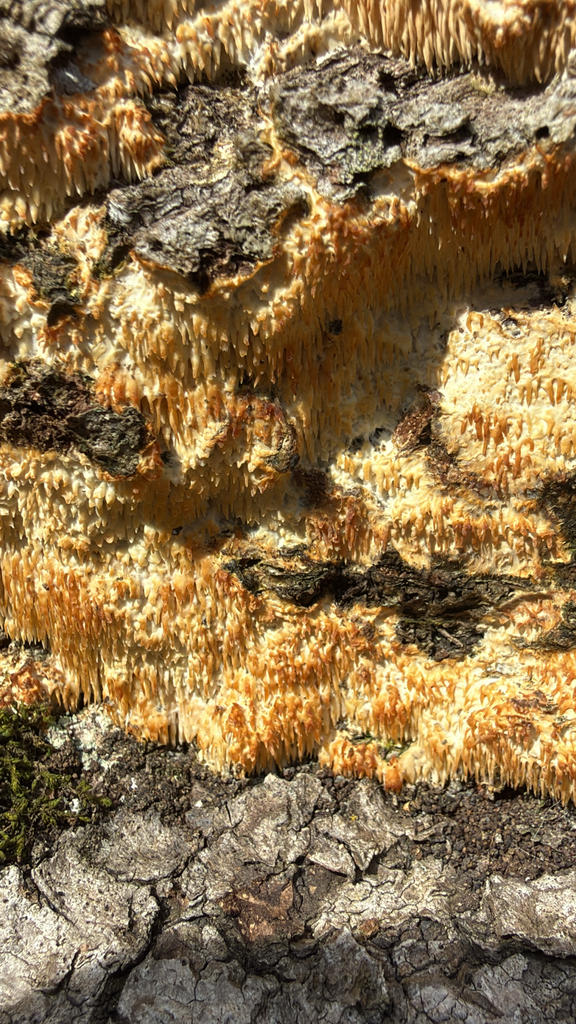 Radulomyces copelandii · April 2026 · photo: © nebrooks (iNaturalist, cc-by)