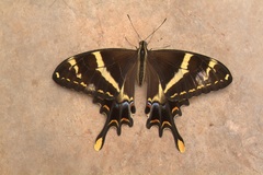 Heraclides machaonides