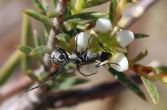 Camponotus angusticeps