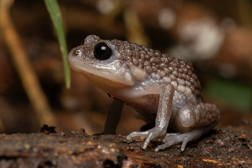 Luderwaldt's Highland Frog, Holoaden luederwaldti