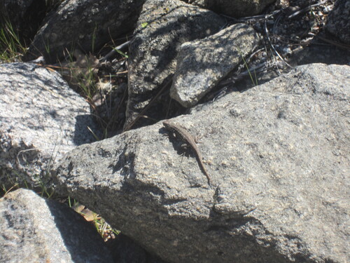 iNaturalist observation photo of Common Sagebrush Lizard