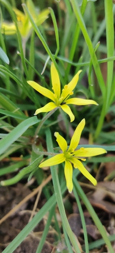 Hairy Star of Bethlehem (Gagea villosa)