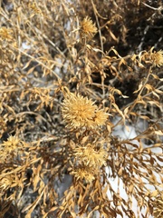 Chrysothamnus viscidiflorus viscidiflorus
