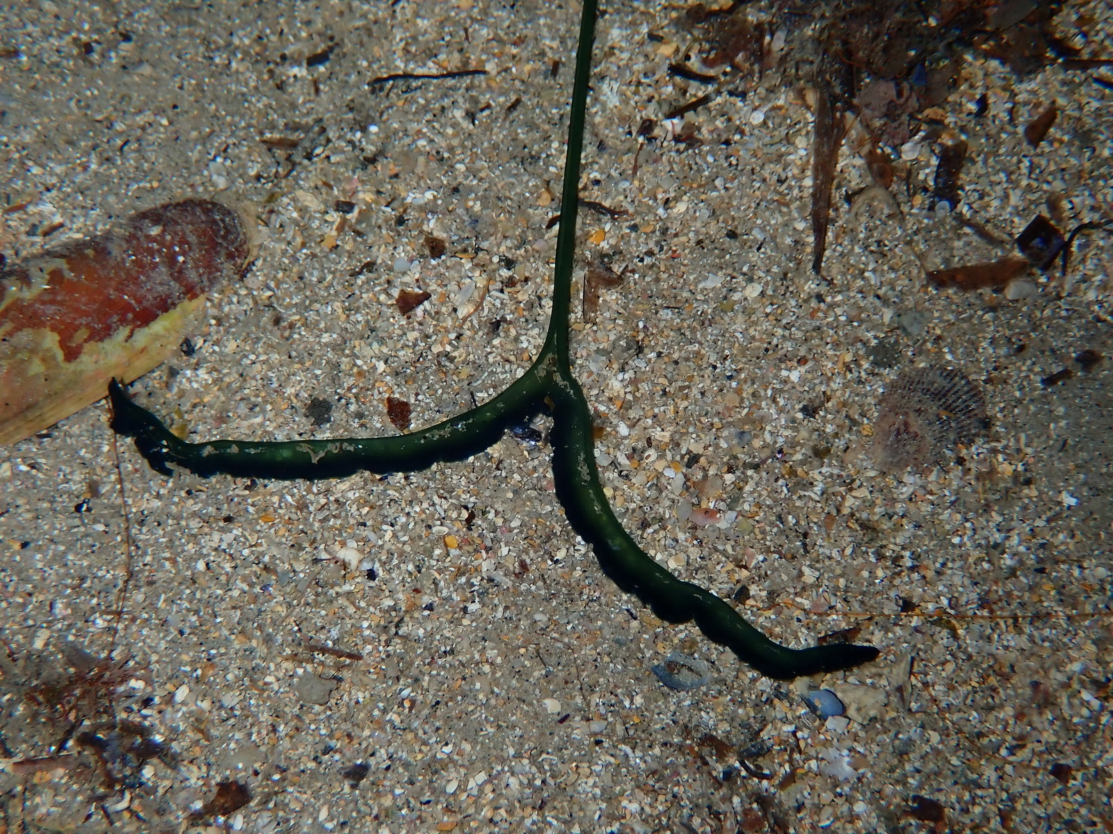 Bonellia viridis Rolando, 1822