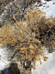 Chrysothamnus viscidiflorus viscidiflorus
