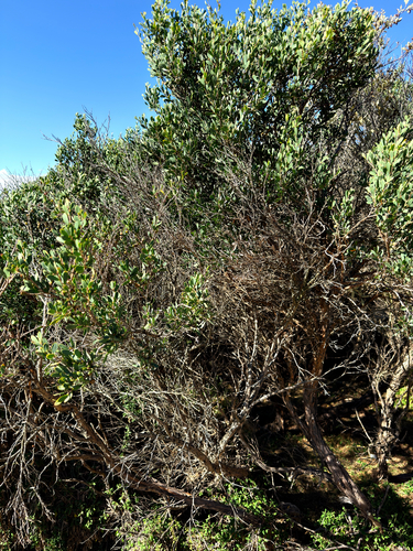 Coast Teatree (Gaudium laevigatum)