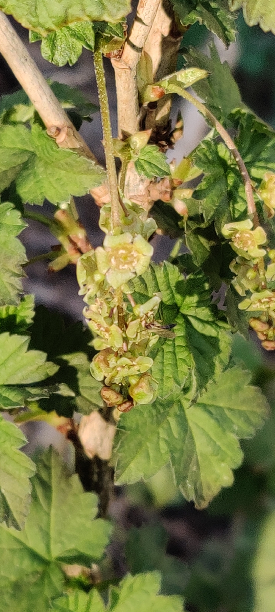 Red Currant (Ribes rubrum)