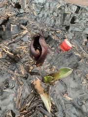 Symplocarpus foetidus
