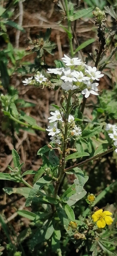 hoary alyssum (Berteroa incana)