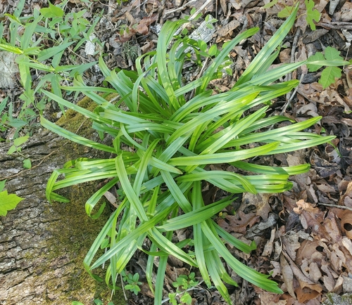 fly poison (Amianthium muscitoxicum)