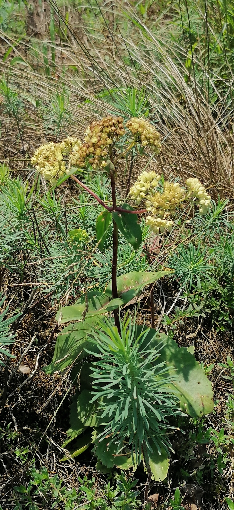 Hylotelephium Maximum (Hylotelephium maximum)