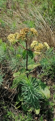Fetthenne (Hylotelephium maximum)