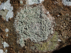 Buellia griseovirens