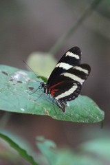 Heliconius pachinus